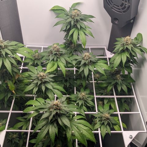 Reagan growlog photo: Trichomes slowly clouding; some brown spots on upper leaves, might be calcium deficiency 