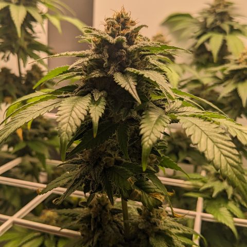 Reagan growlog photo: Trichomes slowly clouding; some brown spots on upper leaves, might be calcium deficiency 