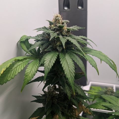 Reagan growlog timeline photo