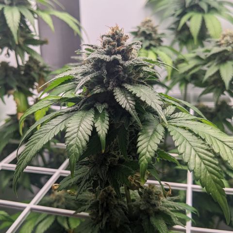 Reagan growlog timeline photo