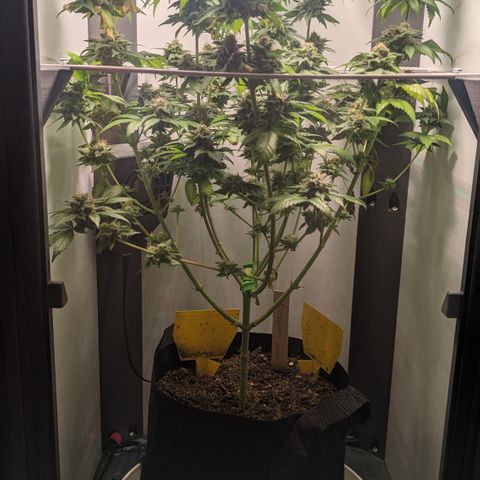 Reagan growlog timeline photo