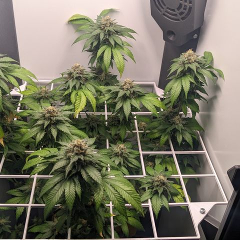 Reagan growlog timeline photo