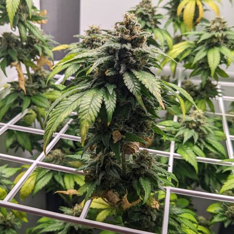 Reagan growlog timeline photo