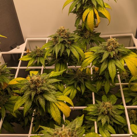 Reagan growlog timeline photo