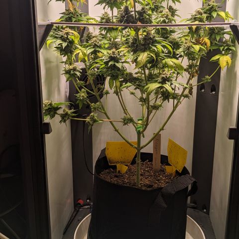 Reagan growlog timeline photo