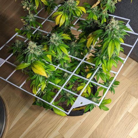 Reagan growlog timeline photo