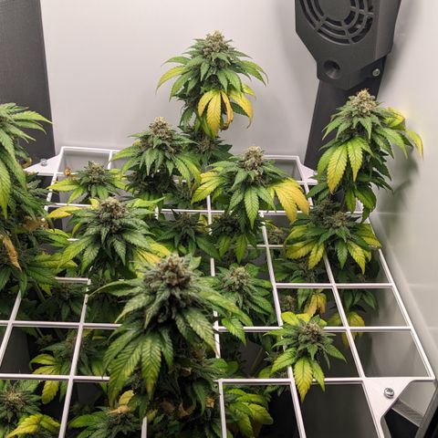 Reagan growlog timeline photo