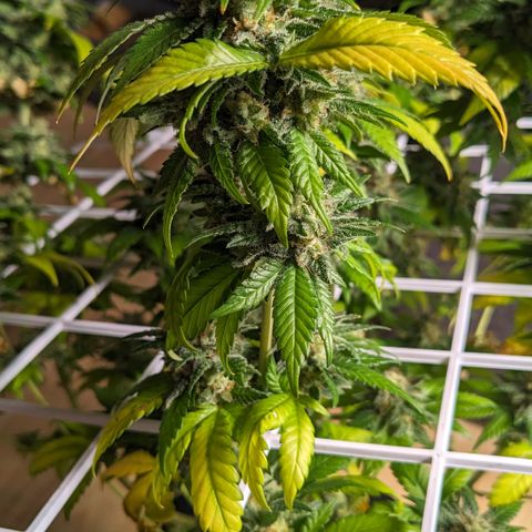 Reagan growlog timeline photo