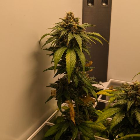 Reagan growlog timeline photo
