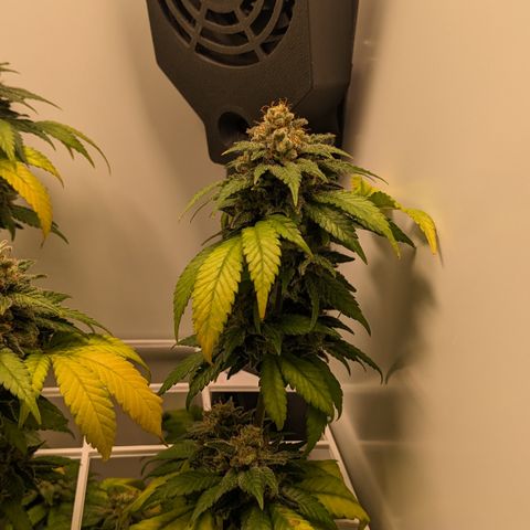 Reagan growlog timeline photo
