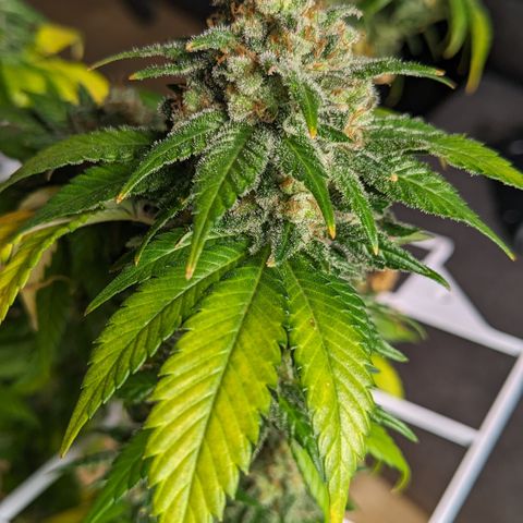 Reagan growlog timeline photo