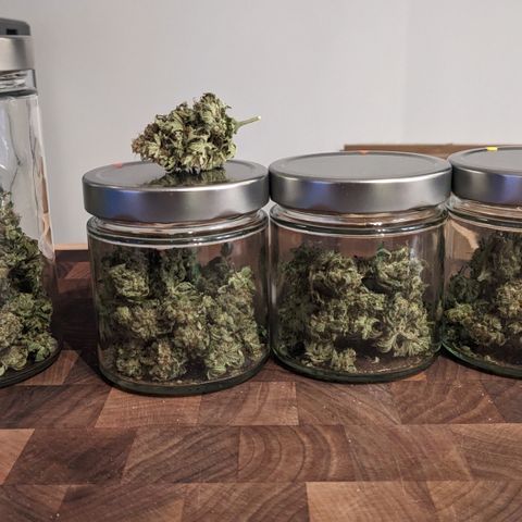 Reagan growlog timeline photo