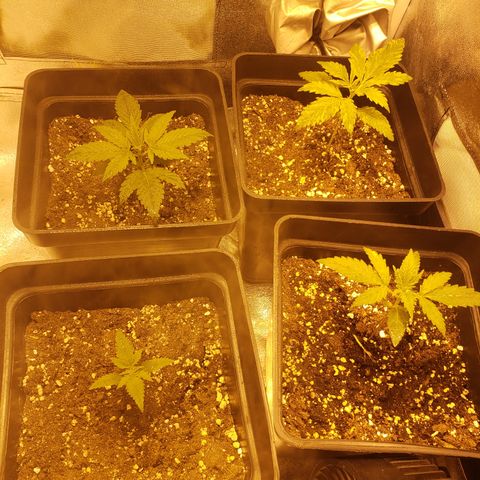 Sweet Zkittlez #1 growlog photo: Semana 2 vegetatito