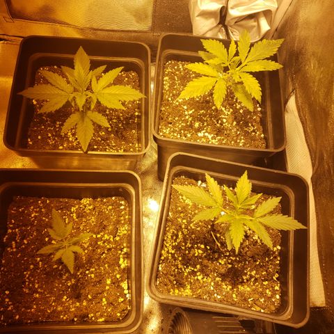 Sweet Zkittlez #1 growlog photo: Pensando en añadir fertilizantes