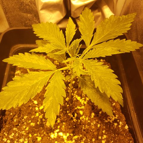 Sweet Zkittlez #1 growlog photo: Una de las plantas presenta esta rugosidades o manchas, por lo que me he informado puede ser por simplemente genética de la planta, o deficiencia de calcio y magnesio, cosa que me parece raro porque riego con la misma agua a las 4. 21.00