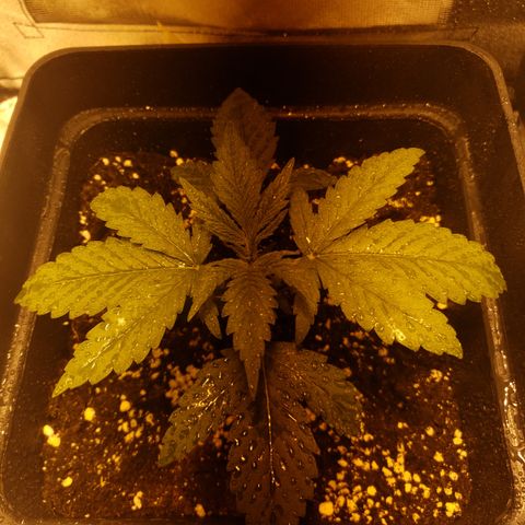 Sweet Zkittlez #1 growlog photo: Riego foliar