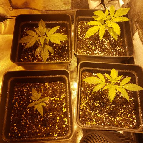 Sweet Zkittlez #1 growlog photo: Riego foliar