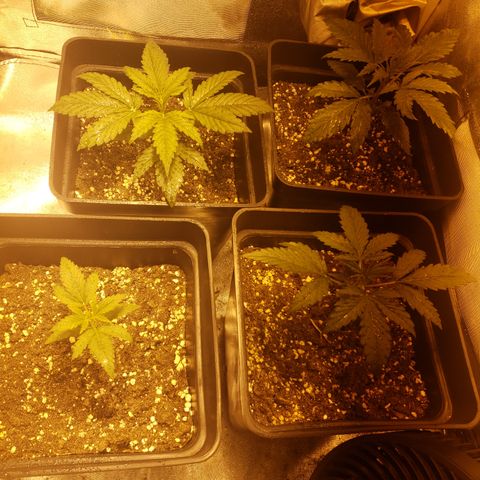 Sweet Zkittlez #1 growlog timeline photo