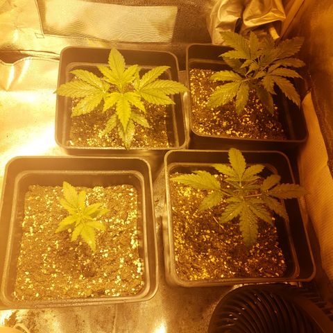 Sweet Zkittlez #1 growlog timeline photo