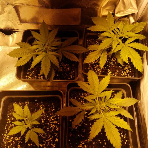 Sweet Zkittlez #1 growlog photo: Caliduquis