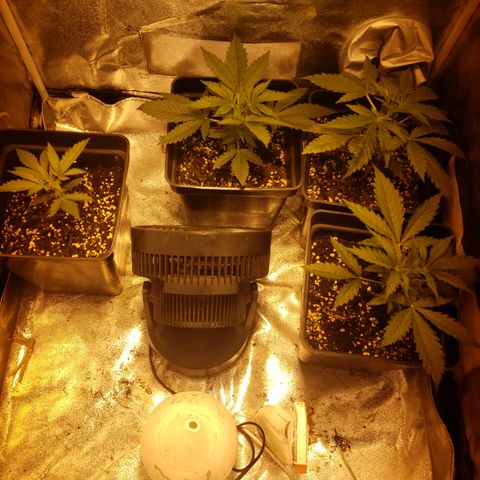 Sweet Zkittlez #1 growlog timeline photo