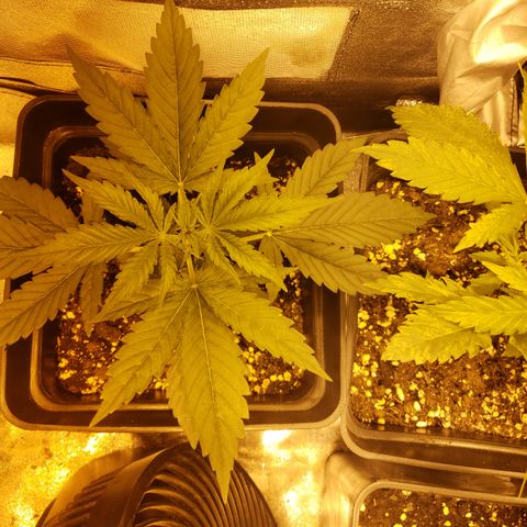 Sweet Zkittlez #1 growlog timeline photo