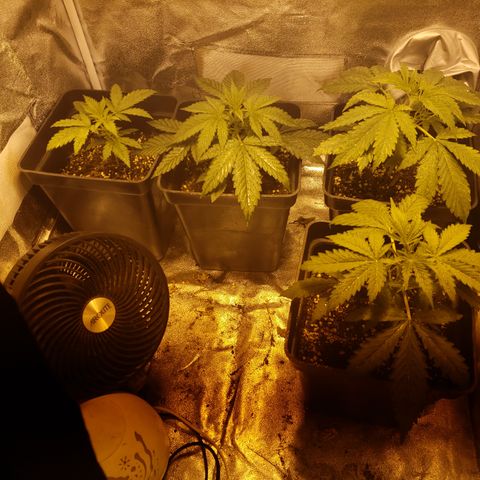 Sweet Zkittlez #1 growlog timeline photo