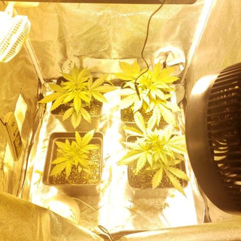 Sweet Zkittlez #1 growlog timeline photo