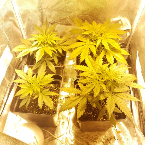 Sweet Zkittlez #1 growlog photo: 😎