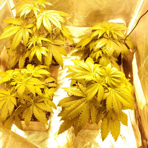 Sweet Zkittlez #1 growlog photo: Riego foliar con delta 9.