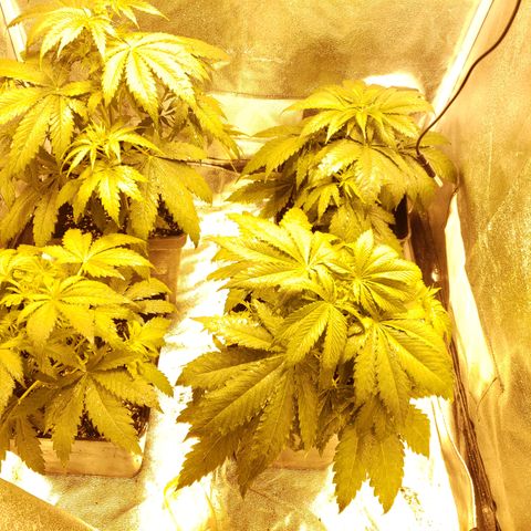 Sweet Zkittlez #1 growlog photo: Riego foliar con delta 9.