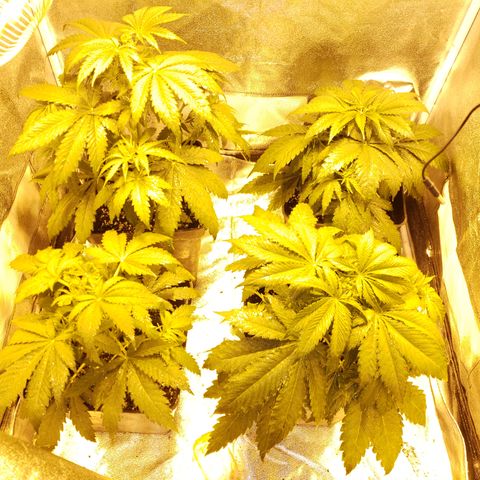 Sweet Zkittlez #1 growlog photo: Riego foliar con delta 9.