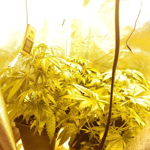 Sweet Zkittlez #1 growlog photo: Se le agregan 6 horas mas de noche, todo bien y listas para proceder a la etapa de floración :D 21:00 hrs