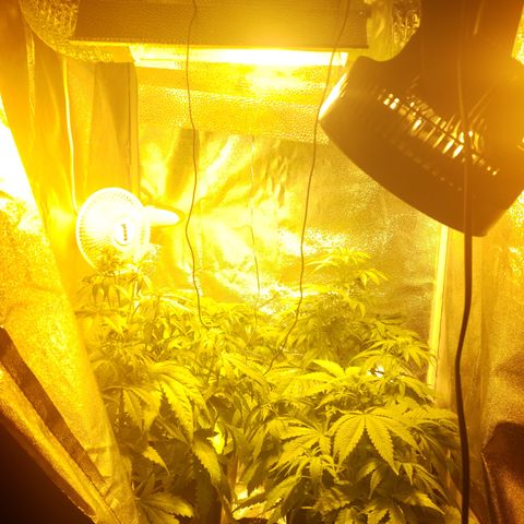 Sweet Zkittlez #1 growlog timeline photo