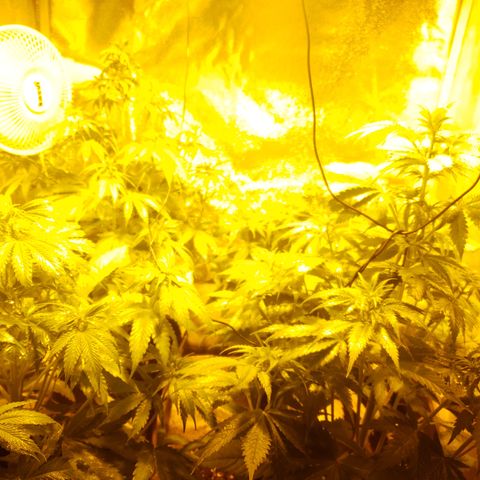 Sweet Zkittlez #1 growlog timeline photo