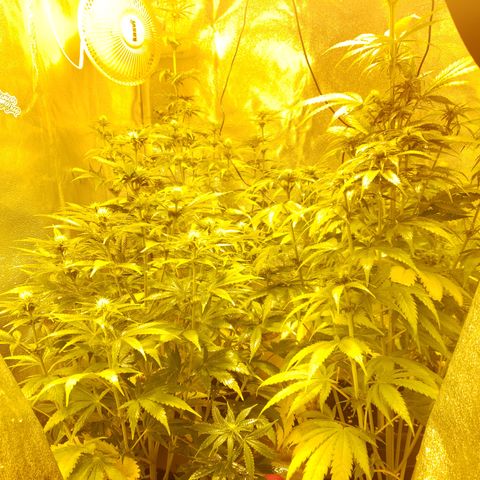 Sweet Zkittlez #1 growlog timeline photo