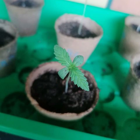 Royal Cookies Automatic growlog timeline photo