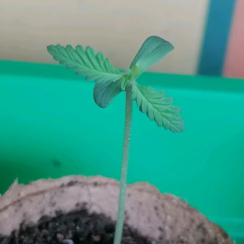 Royal Cookies Automatic growlog timeline photo