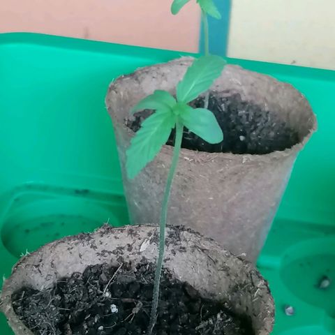 Royal Cookies Automatic growlog timeline photo
