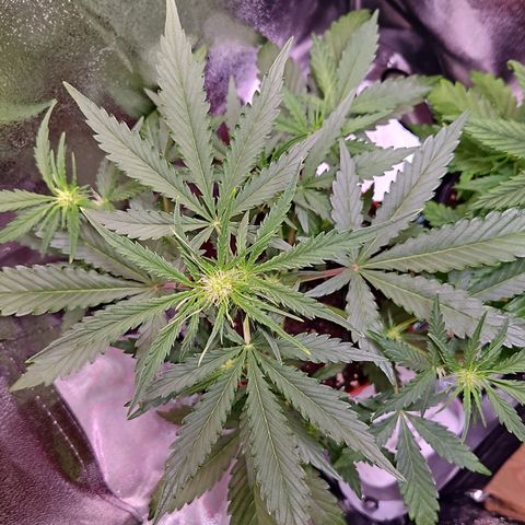 Triple G Automatic growlog timeline photo