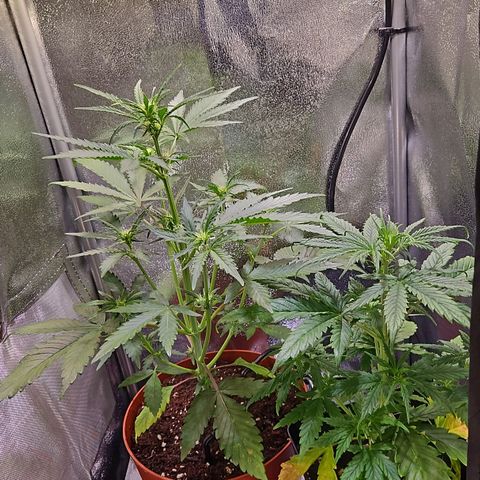 Triple G Automatic growlog timeline photo