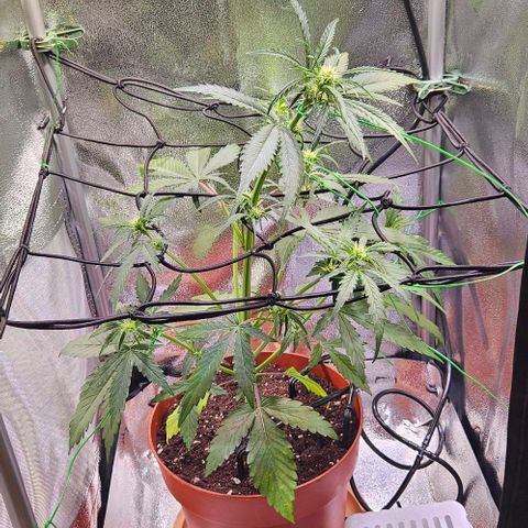 Triple G Automatic growlog photo: Lst
