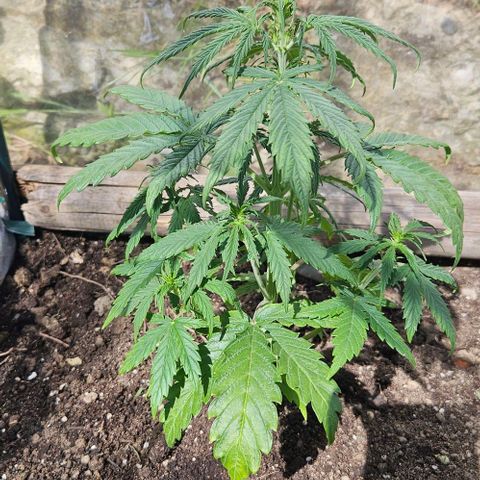 Triple G Automatic growlog timeline photo