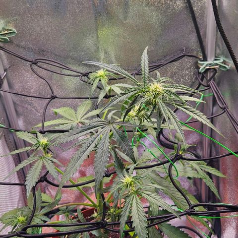 Triple G Automatic growlog timeline photo
