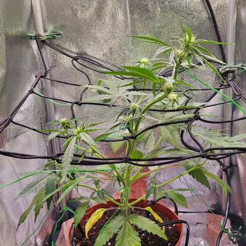 Triple G Automatic growlog timeline photo