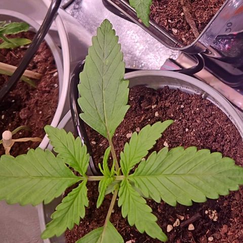 Triple G Automatic growlog timeline photo