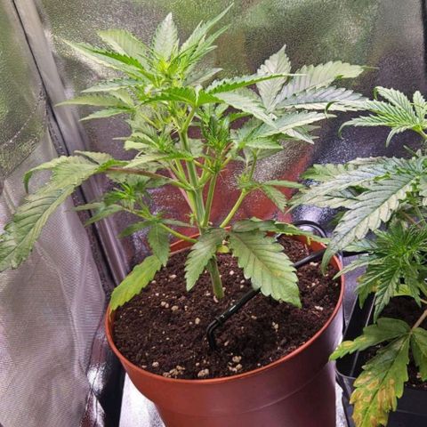 Triple G Automatic growlog timeline photo