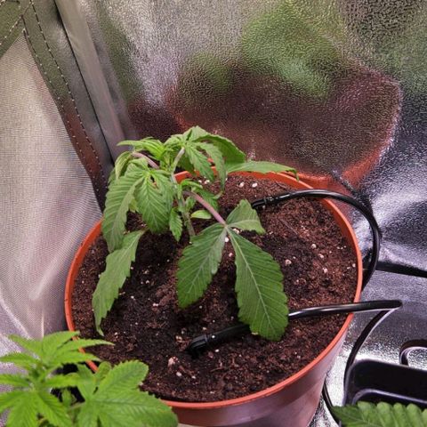 Triple G Automatic growlog photo: Umgetopft