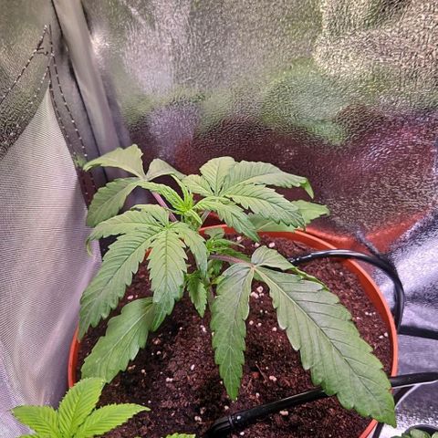 Triple G Automatic growlog photo: Umgetopft