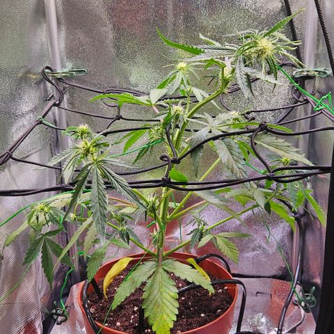 Triple G Automatic growlog timeline photo